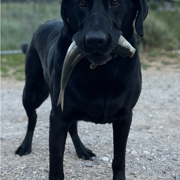 Meet your Posher, Nathan - Picture 4 of 4